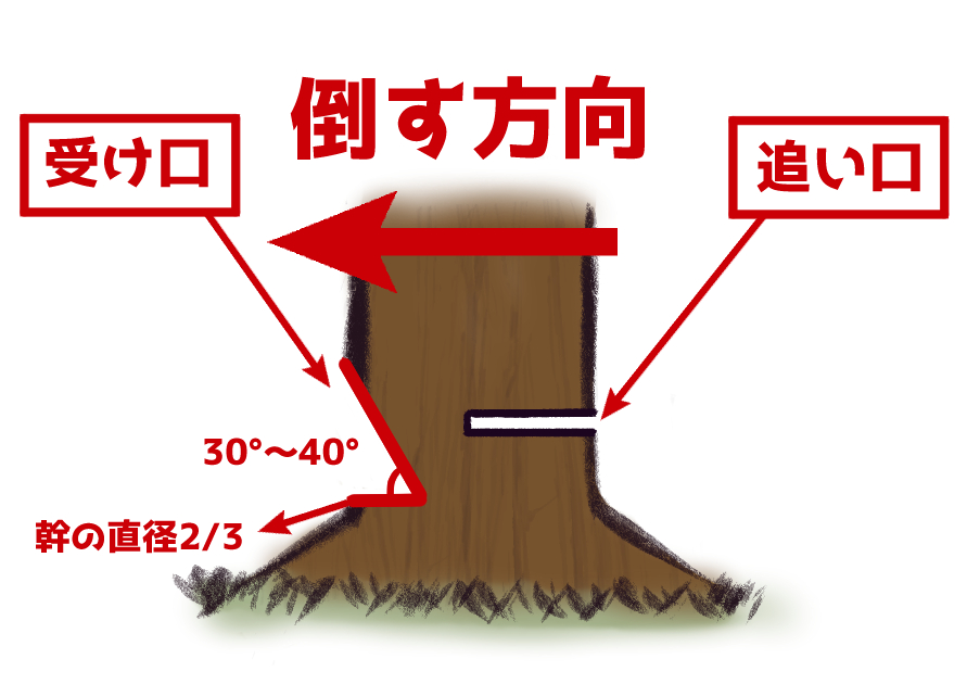 チェーンソーで木を倒す際の基本、受け口と追い口の切り方の図解。