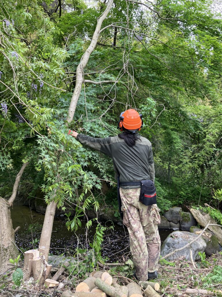 開拓地で次に伐採する木の位置や周囲の障害物を確認している様子。安全な伐採の準備をしている場面。