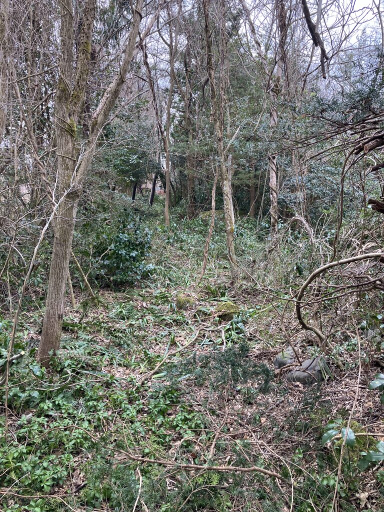 荒地の伐採後の様子。小屋から先まで道が整備され、歩ける通路ができた開拓現場の写真。