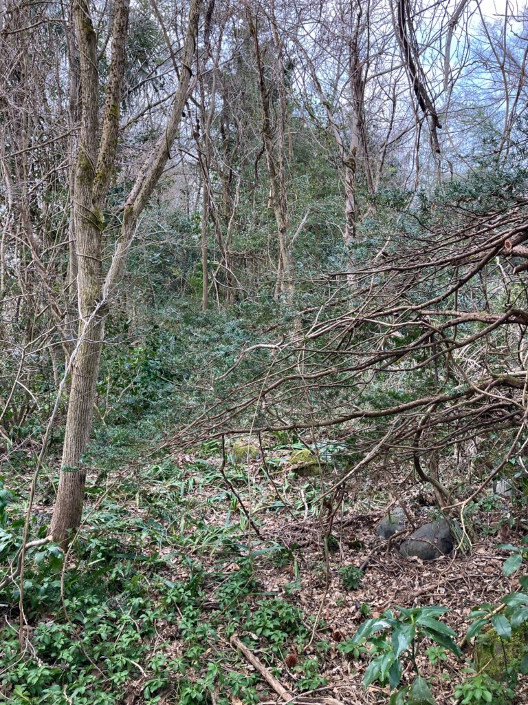 開拓前の荒れた農地の様子。草木が生い茂り、歩くのも困難な状態。