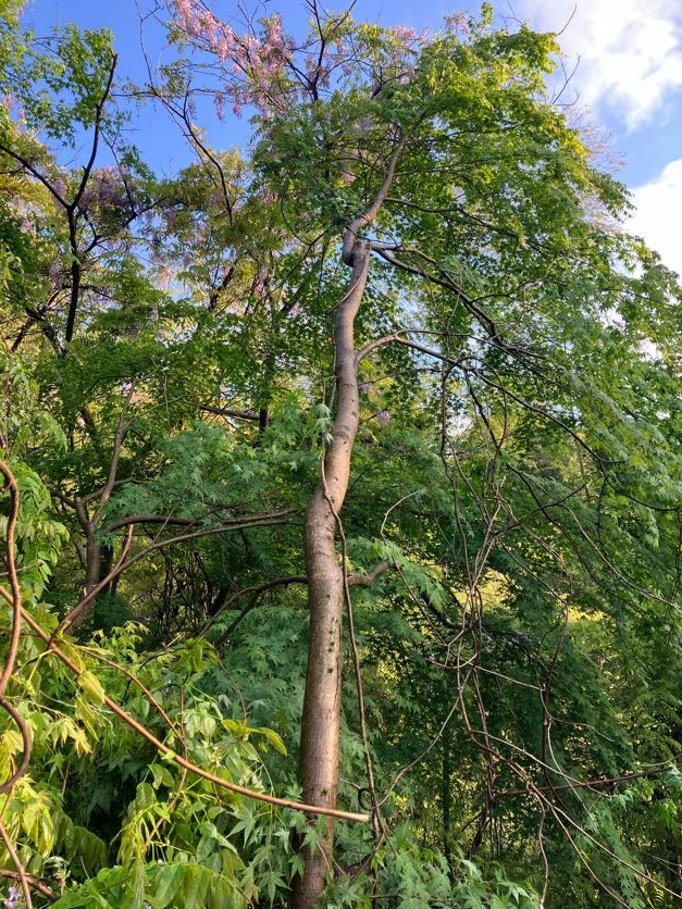 高枝切りノコギリで剪定後、枝とツルが取り除かれ安全に伐採できる状態の木。