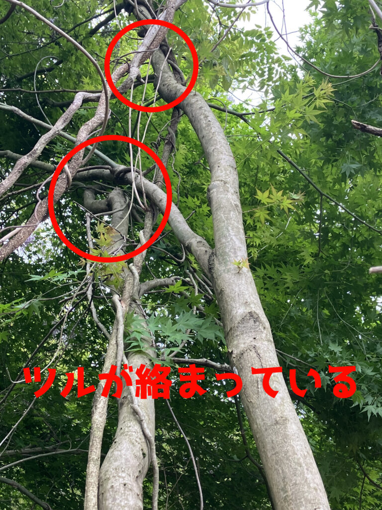木とツルが絡まり倒れにくくなっている危険な状態の様子。