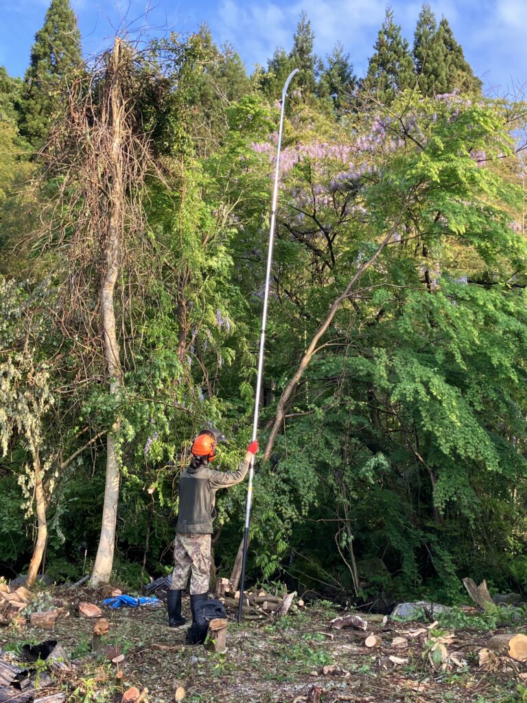 最大まで伸ばしたユーエム工業シルキーはやうち4段高枝切りノコギリの使用イメージ。