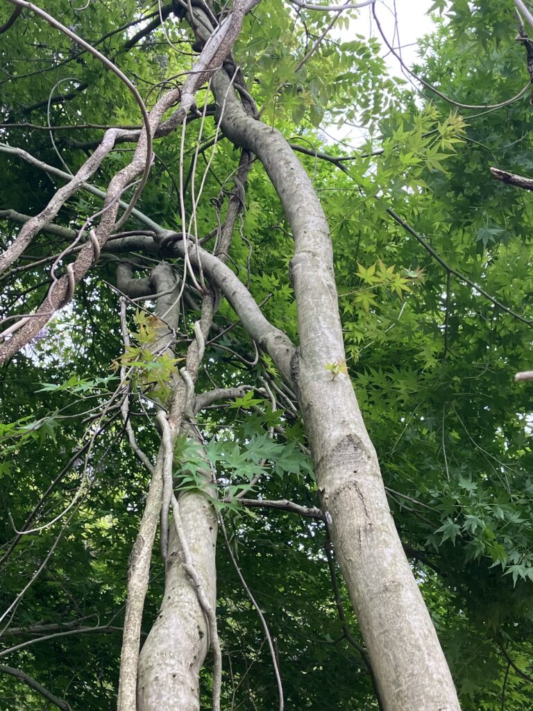 伐採中の木にツルが絡まって倒れない状態。初心者が遭遇するかかり木の危険例を示す写真。