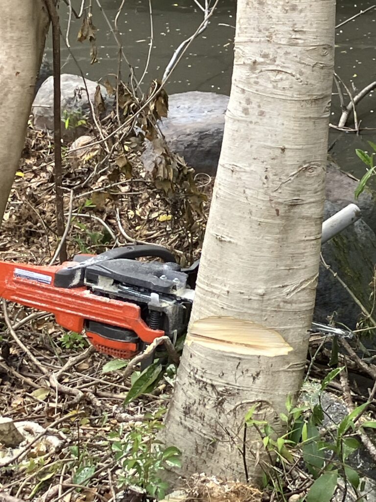 伐採中に木の重心がずれてチェーンソーが挟まってしまった様子。