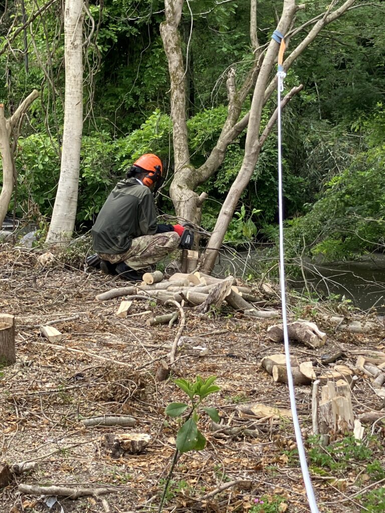 ロープを引っ張りながらチェーンソーで木を伐採している様子。