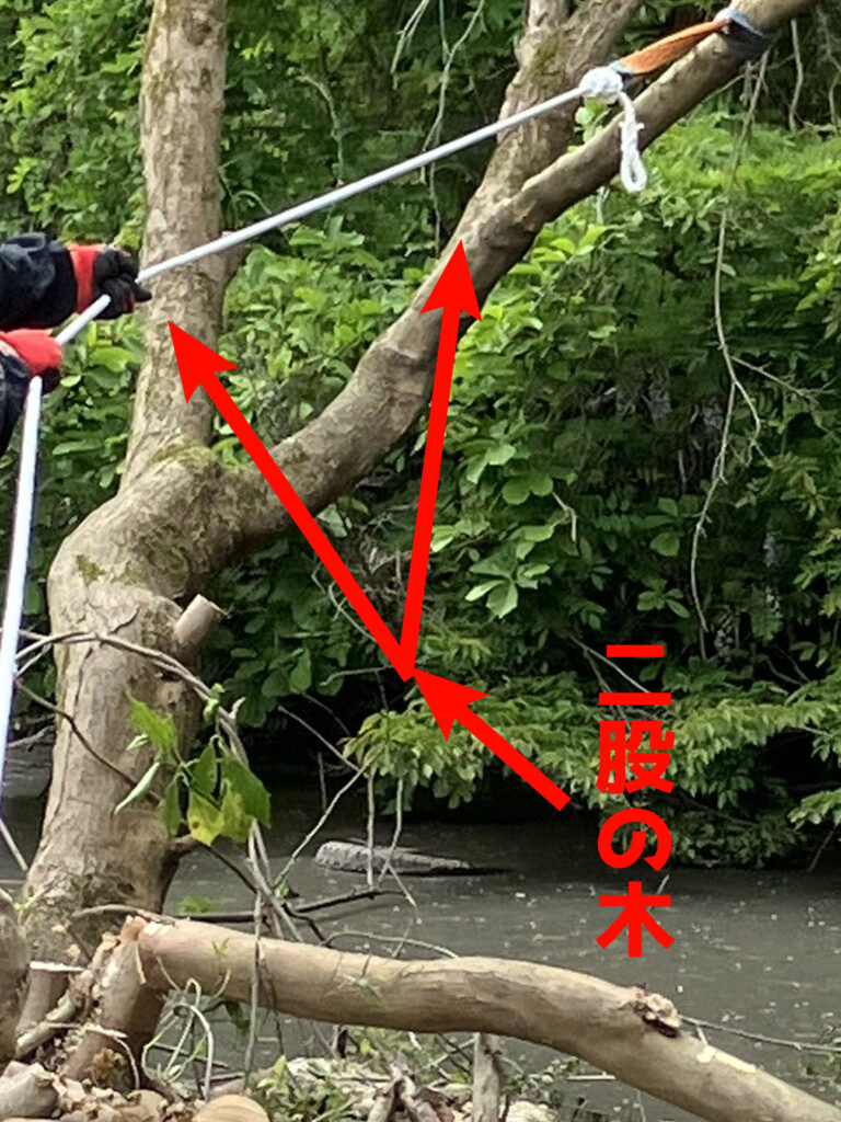 伐採前に確認した二又の木。