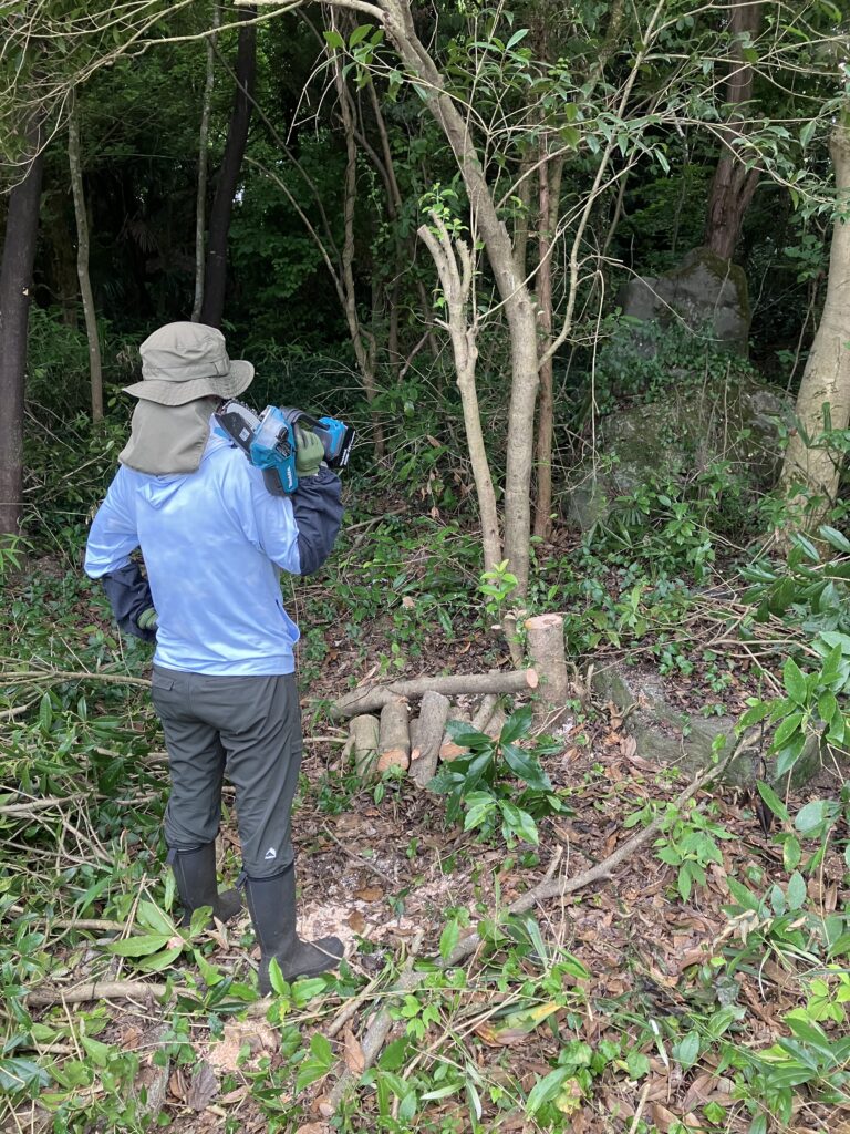 チェーンソーで整備された後の開拓地の様子。