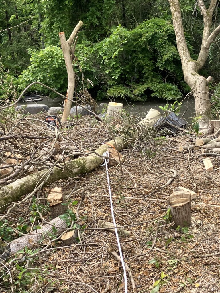 ロープを使って木を引っ張り、狙った方向に安全に倒している様子。