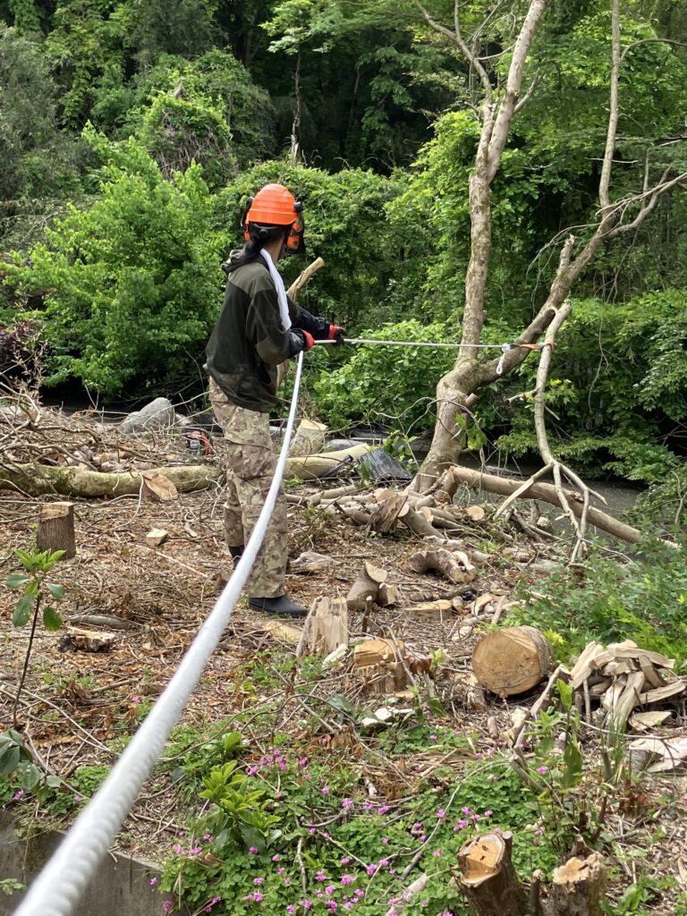 木をロープで引っ張っている様子。