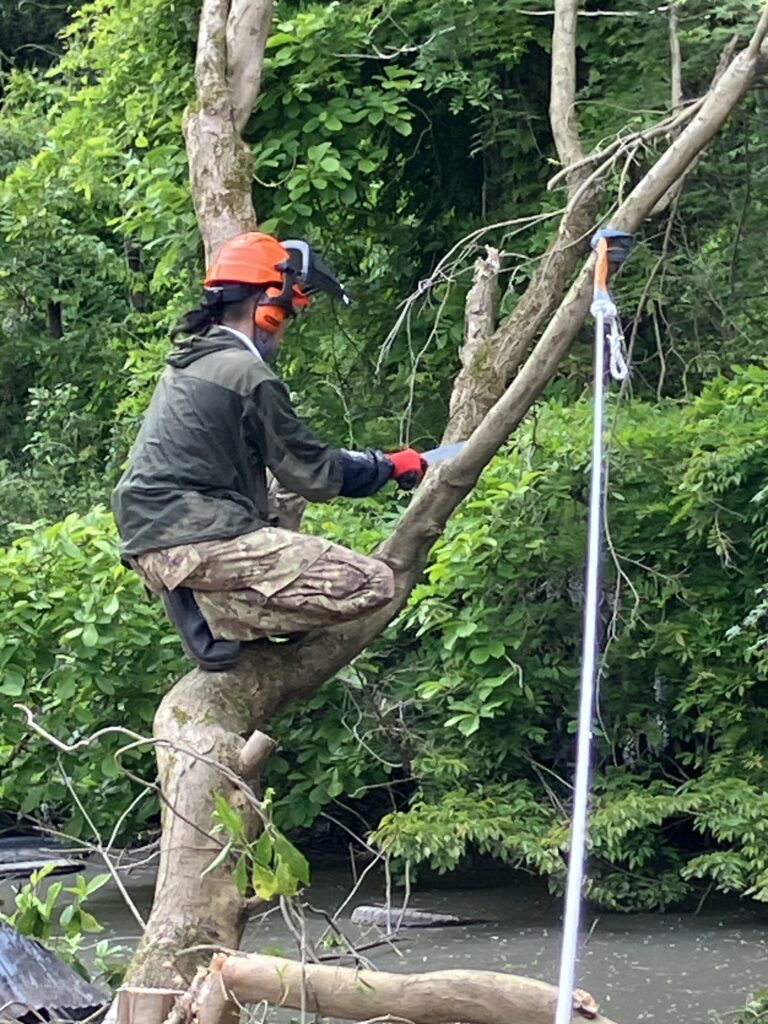 二股に分かれた木の片方をノコギリで切っている様子。