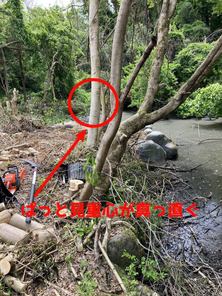 伐採作業で二本目に倒す予定の木を確認している様子。