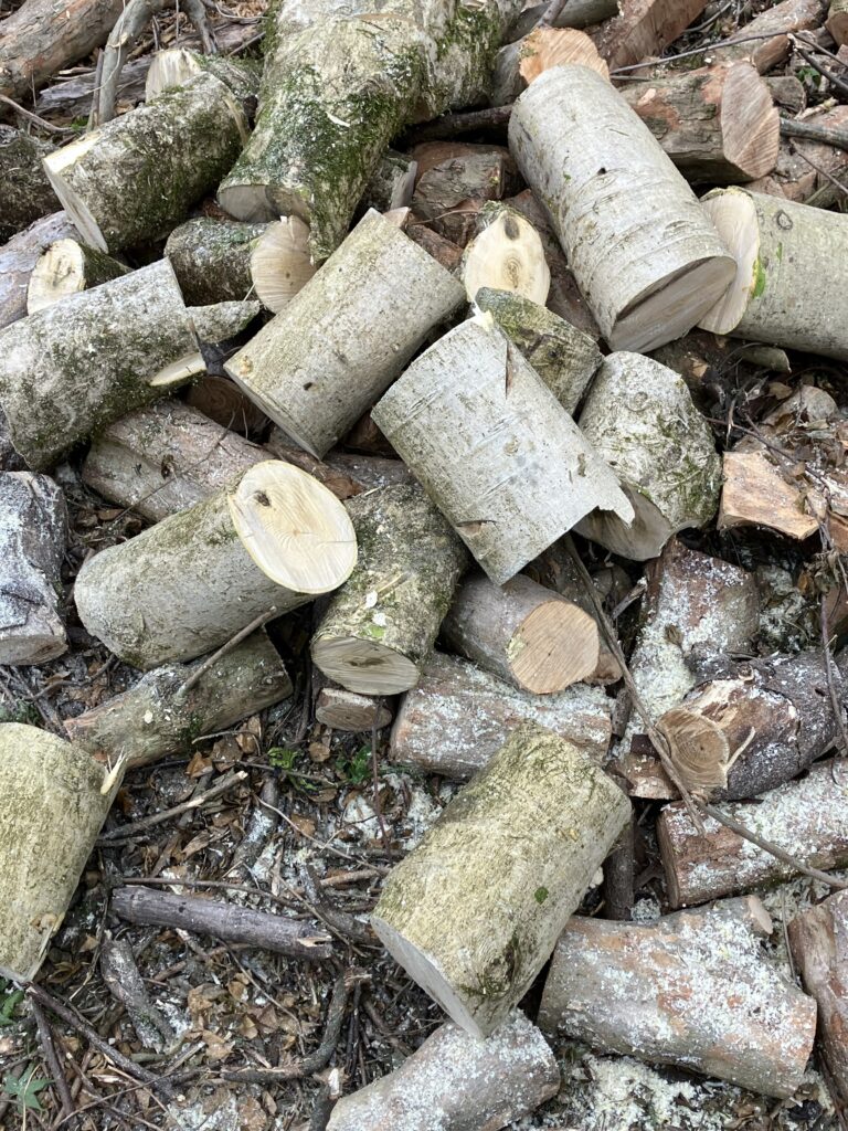 開拓地で玉切りした丸太を積み上げた様子。