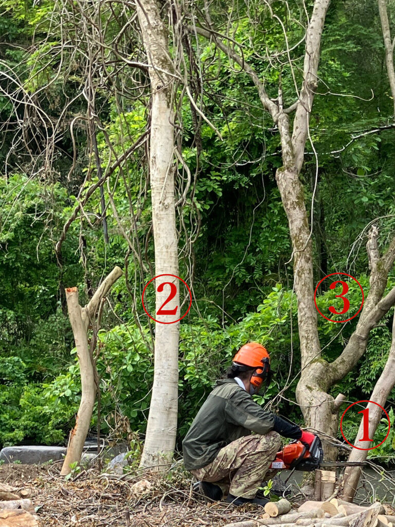 池に傾いた木の安全な伐採のために倒す順番を示した図。