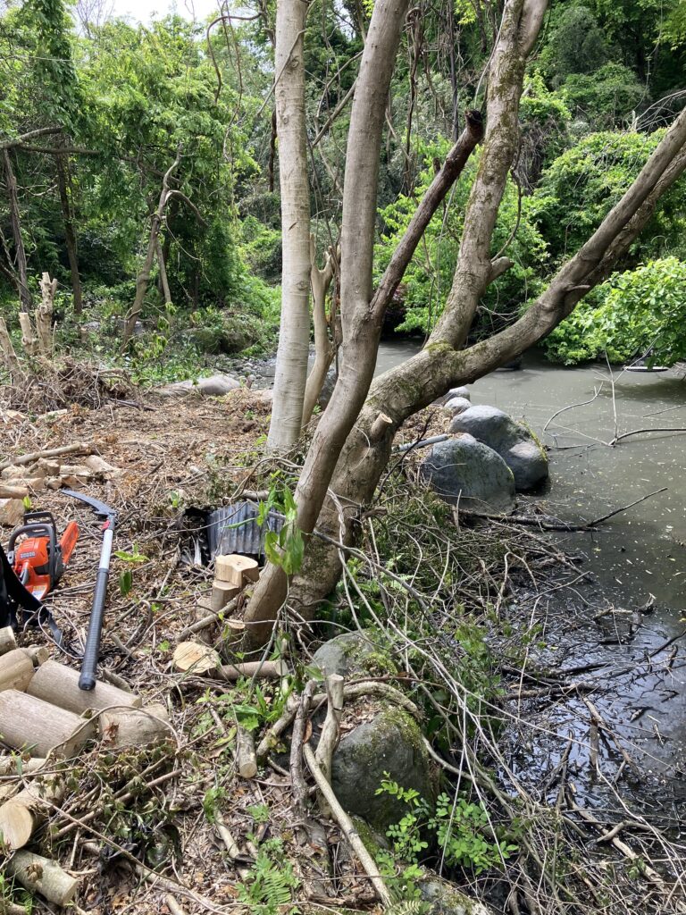 これから伐採する予定の傾いた木の写真。