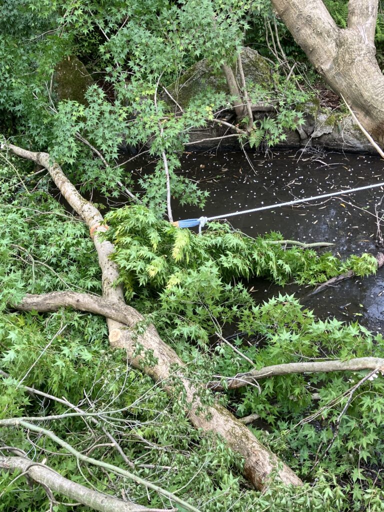 開拓地の池に倒れ込んだ木の様子。