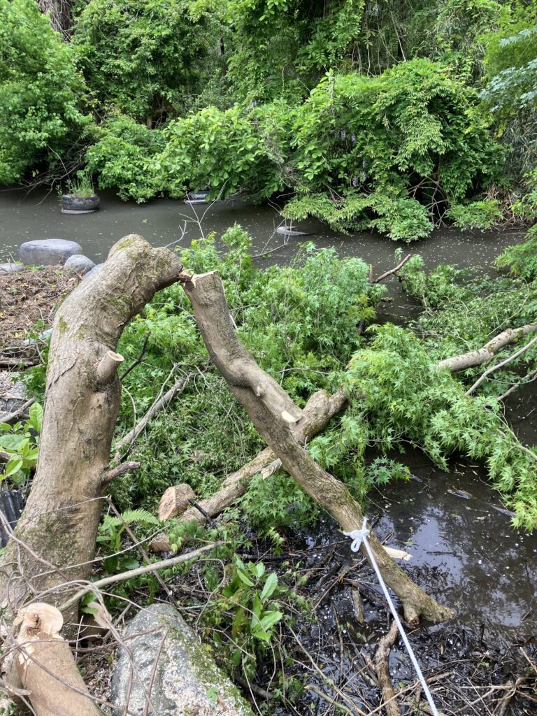池に倒れた木を横から見た様子。