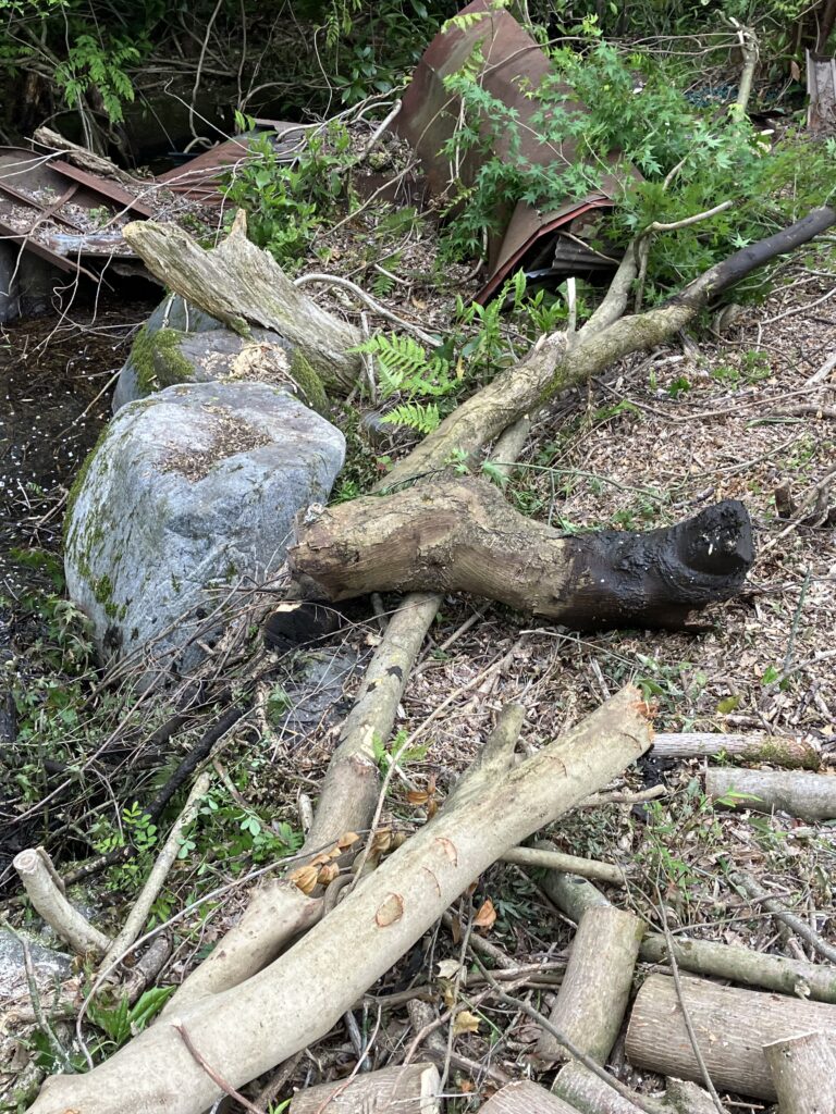 池に倒れていた木を引き上げた様子。