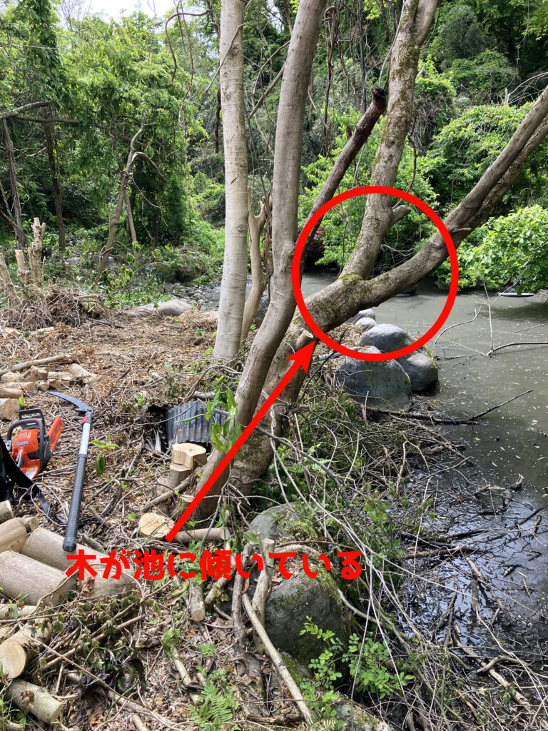 池に傾いた木の様子。