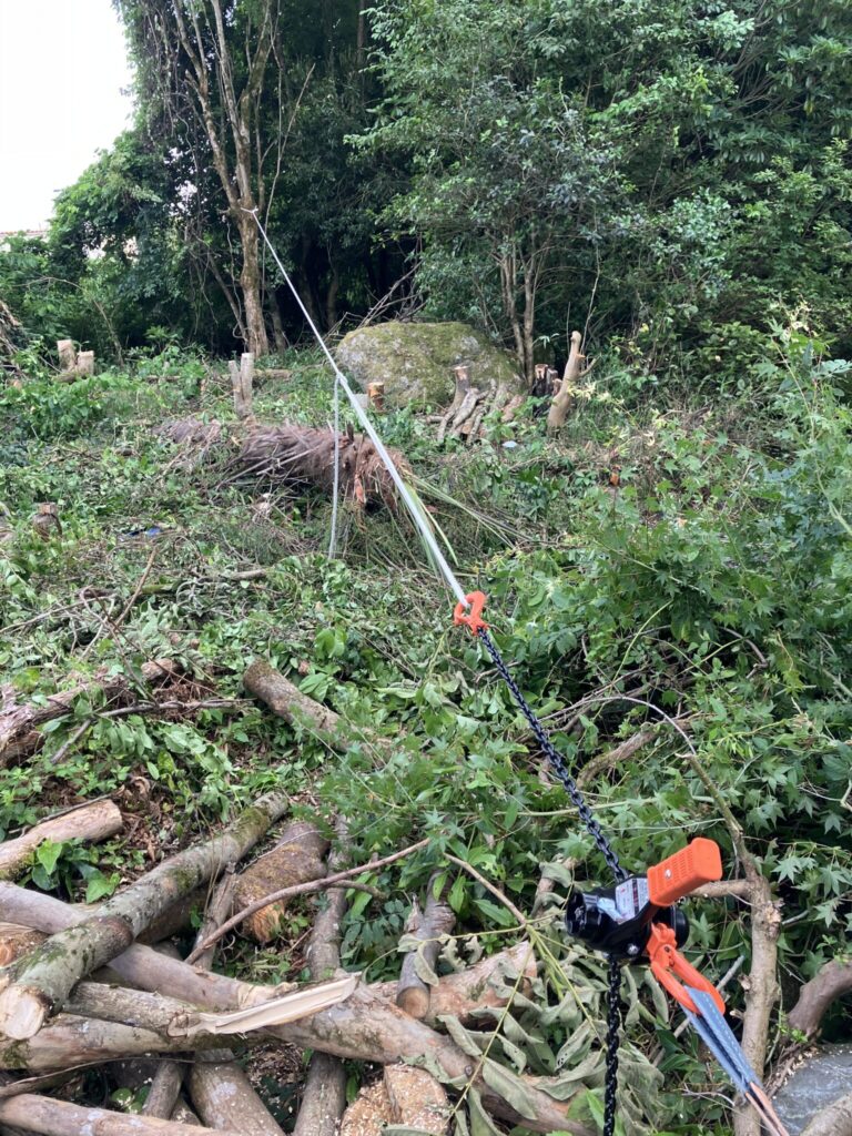 伐採する木と固定用の木をレバーホイストとロープで連結している様子