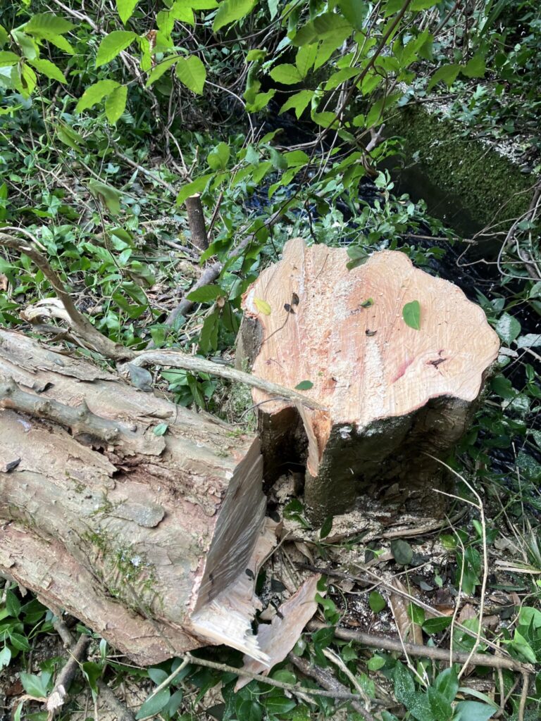 安全に伐採が完了し地面に倒れた木の状態