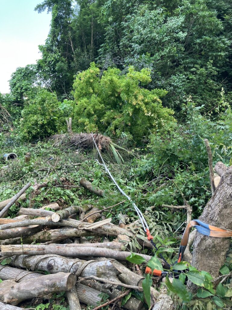 追い口を入れてレバーホイストの方向へ倒れた伐採後の木