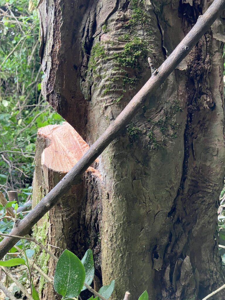 チェーンソーで伐採方向に向けて作った木の受け口