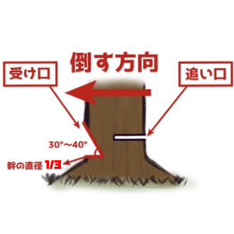 伐採時の受け口と追い口の位置関係と正しい切り方を示した図解イラスト
