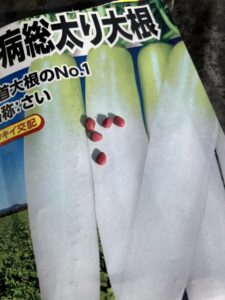 大根の種（耐病太り大根）