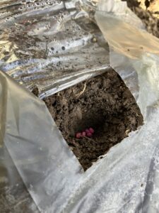大根の種を植える