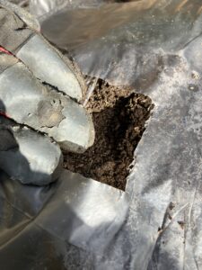 大根の種を植えた後