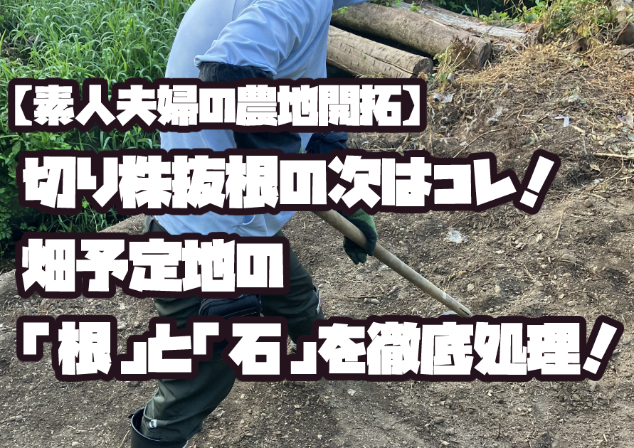 伐根後の畑予定地で根と石を掘り起こして除去する作業風景。片手鍬と剣先スコップを使った土づくりの様子。