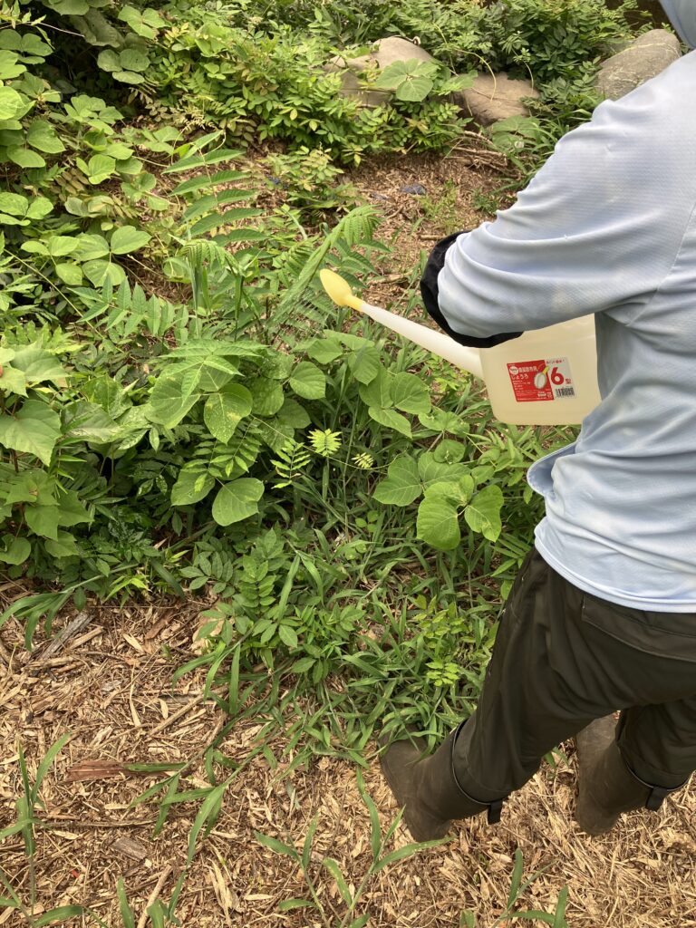 50倍に希釈したサンフーロンを農地の雑草に散布している様子