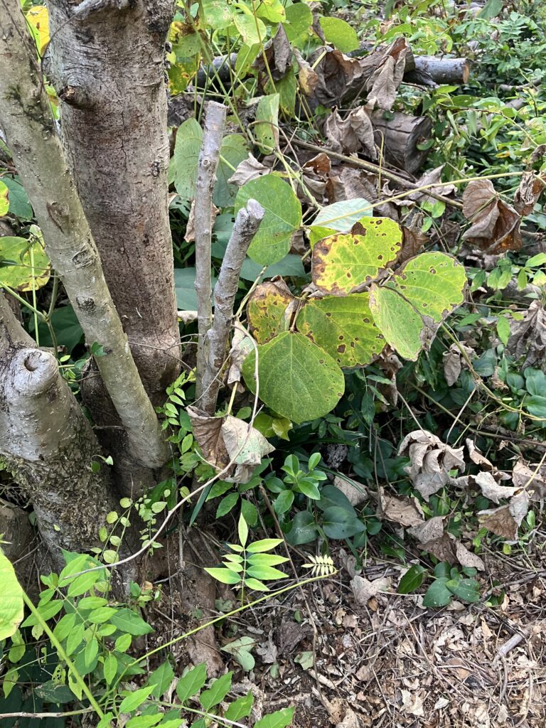 サンフーロン散布1週間後に枯れて茶色くなった雑草のアップ