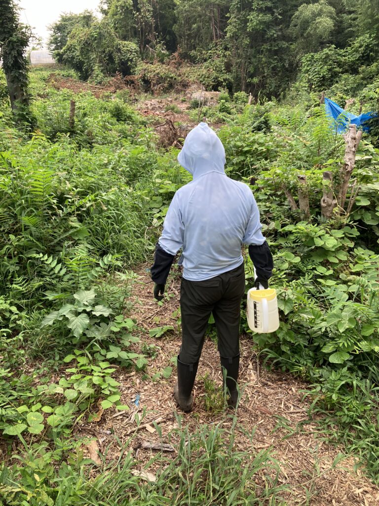 サンフーロン散布前の農地全体に生い茂る雑草の様子