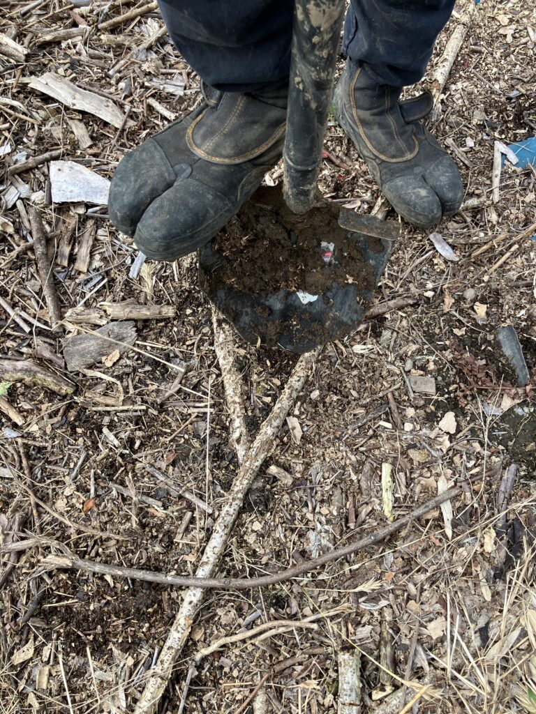 強力土起こしシャベルを硬い畑の地面に突き立てて根っこを掘り起こす作業の様子