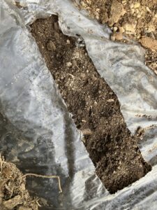 土の中に蕪の種を入れる準備