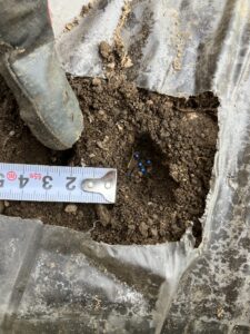 カブの種を穴の開いてる箇所に埋める