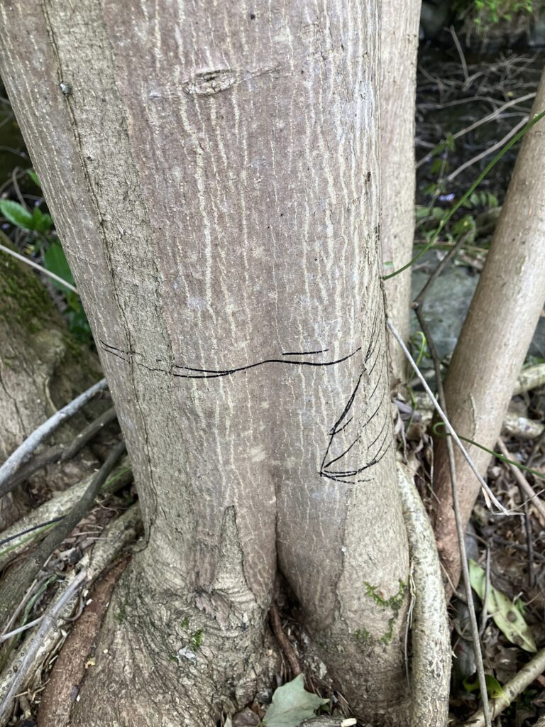 チェーンソー伐採で木を倒す前の準備、切り込み位置にマーカーで目印を付けて確認している様子。