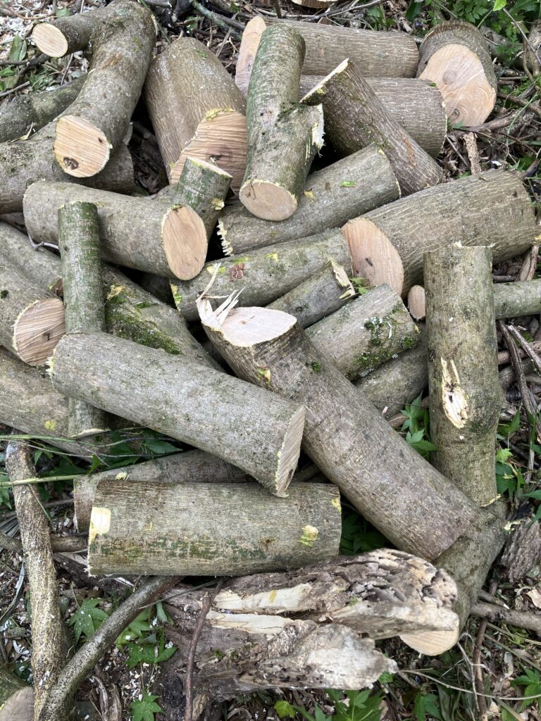 伐採した木を枝打ちし、扱いやすい長さに玉切りした様子。