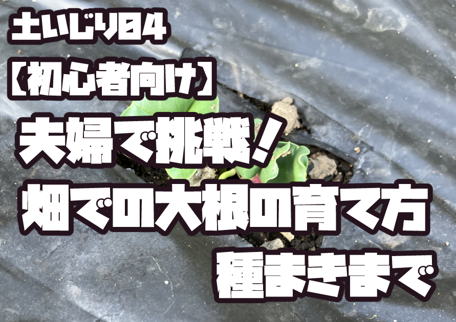 畑に植えられた大根の苗｜初心者夫婦の家庭菜園での育て方