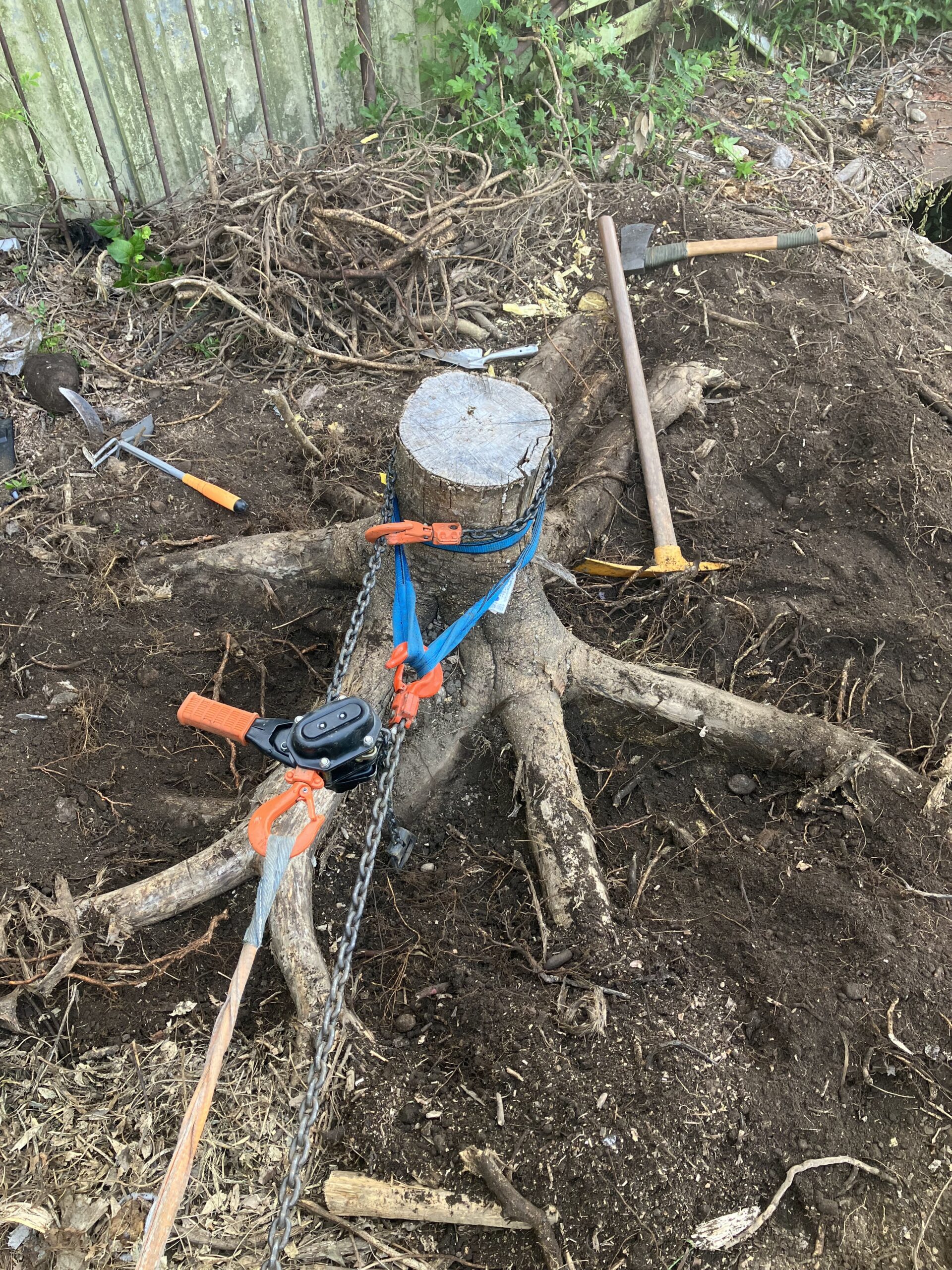 レバーホイストで抜く前の、太くて根が張った切り株の状態
