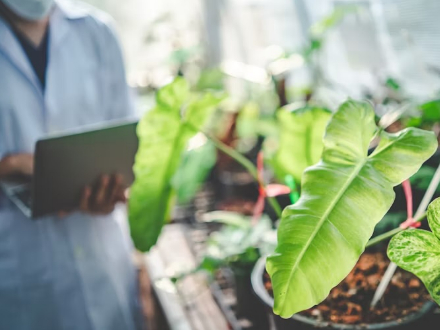 科学論文で明らかになったIAAプライミングによる種子の発芽率向上と苗の成長改善を示すイメージ