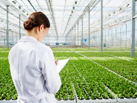 綿花以外のトウモロコシや野菜などの作物でも発芽率向上が期待できるIAAプライミングの効果を示すイメージ
