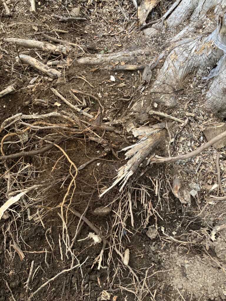 地面を掘り起こして切り株の根を露出させた様子。