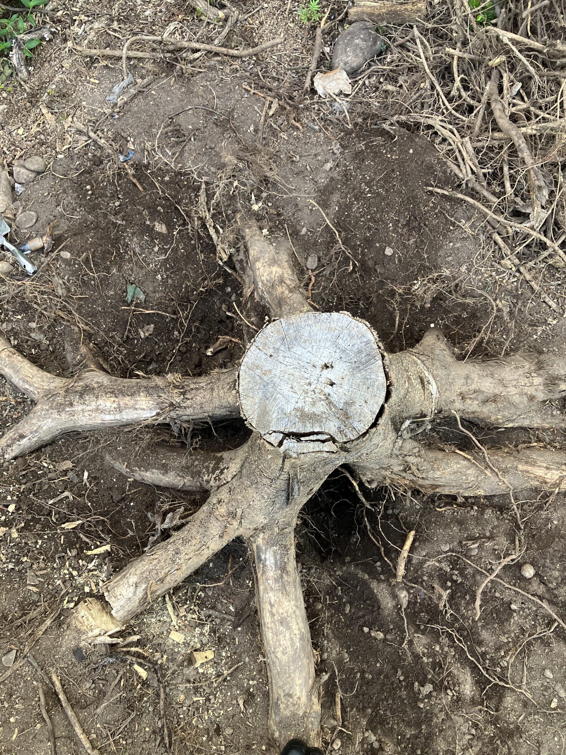 切り株の根を露出させるために、周囲の土を掘り起こした状態