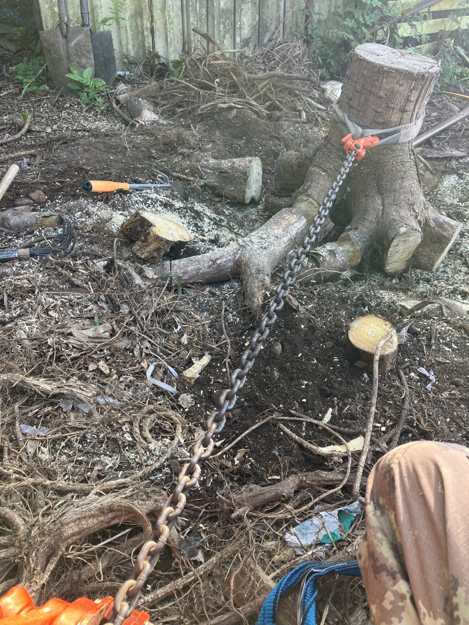 レバーホイストを使って切り株を引き抜こうとしている作業風景