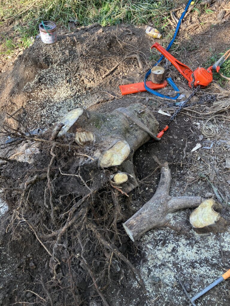 切り株の根を引き抜いた後の状態。根が除去され地面が掘り下げられている様子
