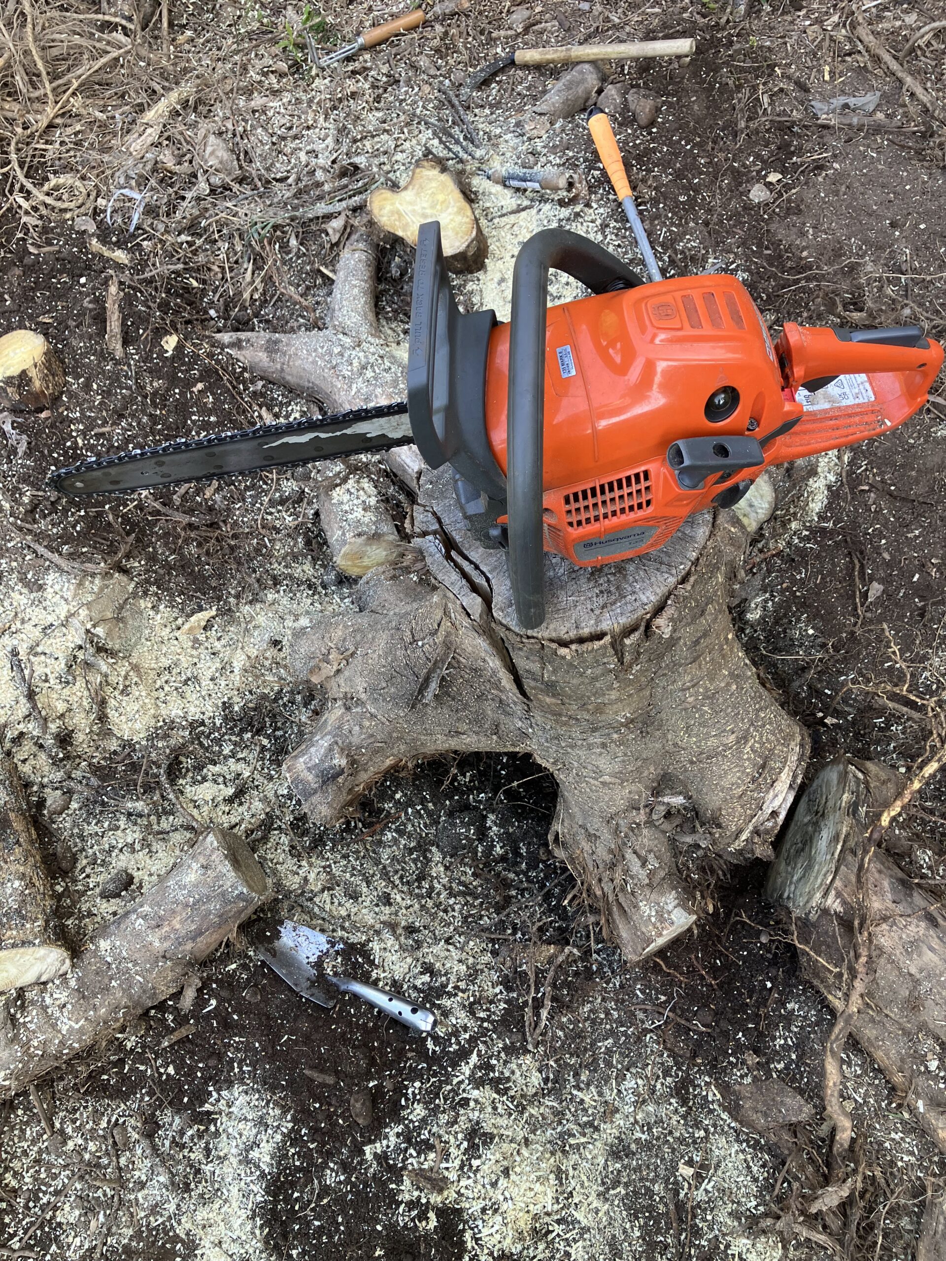 チェーンソーで切り株の太い根を切断し終えた状態