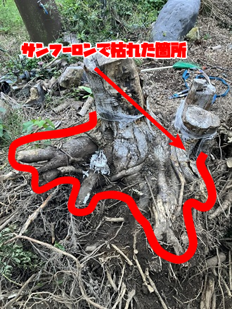 サンフーロンで切り株を枯らした後の写真。枯れた部分が明確にわかり、抜根が容易になった様子を示している。